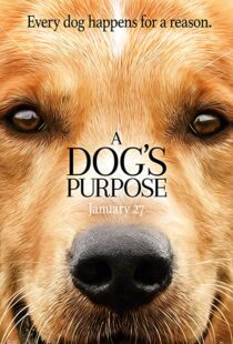 دانلود فیلم هندی A Dog’s Purpose 201741616-893413224