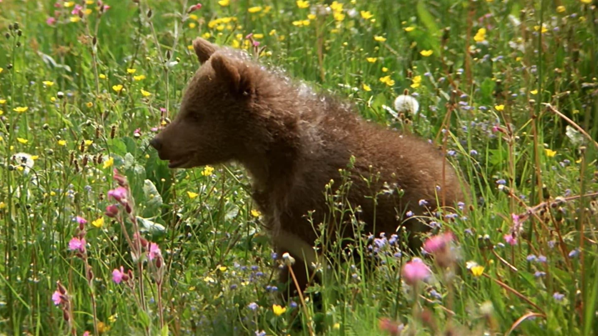 دانلود فیلم The Bear 1988