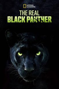 دانلود مستند The Real Black Panther 2020229564-1326682018