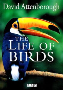 دانلود مستند The Life of Birds382058-1516259547